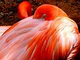 FlamingoClose.jpg